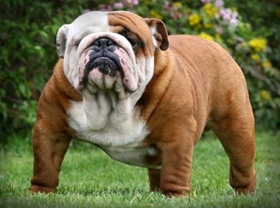 pho-english-bulldog-11-e1310185714112_zps6938df48